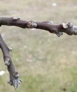 Future Forests Trees Juglans Nigra - Black Walnut