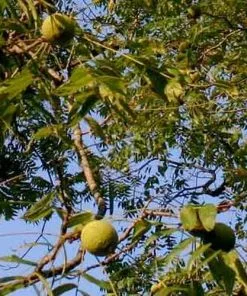 Future Forests Trees Juglans Nigra - Black Walnut