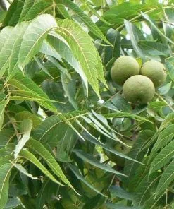 Future Forests Trees Juglans Nigra - Black Walnut