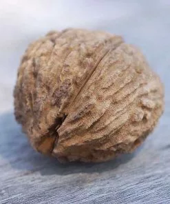 Future Forests Trees Juglans Nigra - Black Walnut