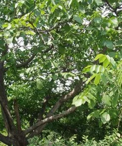 Future Forests Trees Juglans Regia - English Walnut