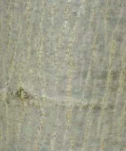 Future Forests Trees Juglans Regia - English Walnut