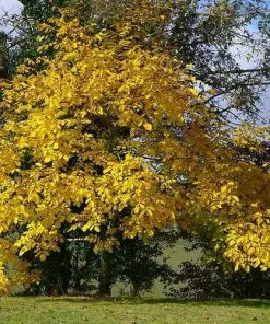 Future Forests Trees Juglans Regia - English Walnut