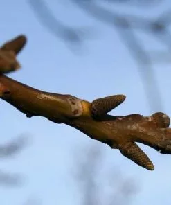 Future Forests Trees Juglans Regia - English Walnut