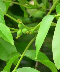 Future Forests Trees Juglans Regia - English Walnut