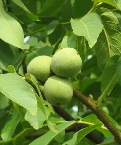 Future Forests Trees Juglans Regia - English Walnut