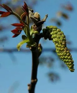 Future Forests Trees Juglans Regia - English Walnut