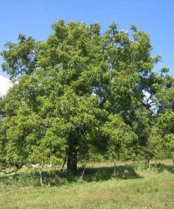Future Forests Trees Juglans Regia - English Walnut