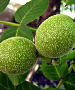 Future Forests Trees Juglans Regia - English Walnut