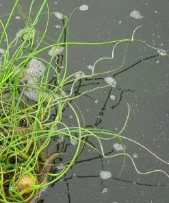 Future Forests More Juncus Effusus Var. Spiralis - Corkscrew Rush