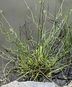 Future Forests More Juncus Effusus Var. Spiralis - Corkscrew Rush