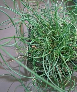 Future Forests More Juncus Effusus Var. Spiralis - Corkscrew Rush