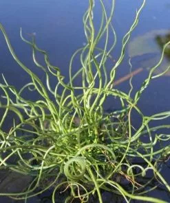 Future Forests More Juncus Effusus Var. Spiralis - Corkscrew Rush