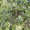 Future Forests Native Hedging Juniperus Communis - Common Juniper