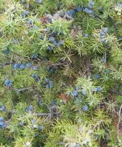 Future Forests Native Hedging Juniperus Communis - Common Juniper
