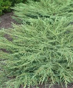 Future Forests Juniperus Communis Green Carpet All Conifers