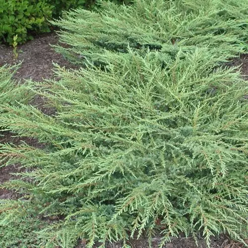 Future Forests Juniperus Communis Green Carpet All Conifers 3 Future Forests Juniperus Communis Green Carpet All Conifers