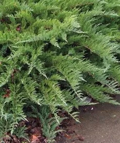 Future Forests All Conifers Juniperus Communis Repanda