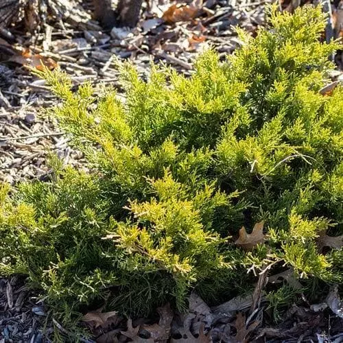 Future Forests Juniperus X Pfitzeriana Old Gold All Conifers 3 Future Forests Juniperus X Pfitzeriana Old Gold All Conifers