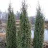 Future Forests Juniperus Scopulorum Blue Arrow All Conifers