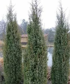 Future Forests Juniperus Scopulorum Blue Arrow All Conifers