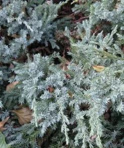 Future Forests Juniperus Squamata Blue Carpet