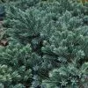 Future Forests Juniperus Squamata Blue Star All Conifers
