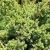 Future Forests All Conifers Juniperus Squamata Holger 2 Future Forests All Conifers Juniperus Squamata Holger