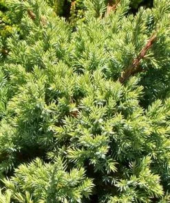 Future Forests All Conifers Juniperus Squamata Holger