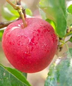 Future Forests Apple Katy