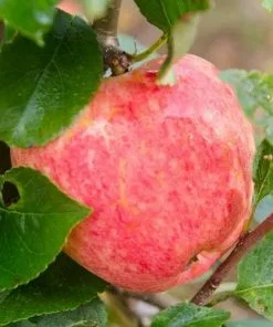 Future Forests Apple Katy