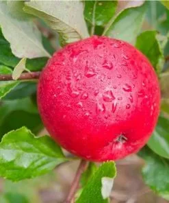 Future Forests Apple Katy