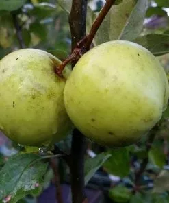 Future Forests Apple Keegan’s Crab