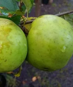 Future Forests Apple Keegan’s Crab