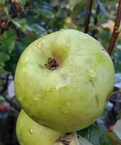 Future Forests Apple Keegan’s Crab