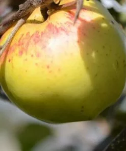 Future Forests Apple Kemp