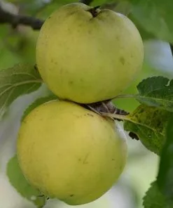 Future Forests Apple Kemp