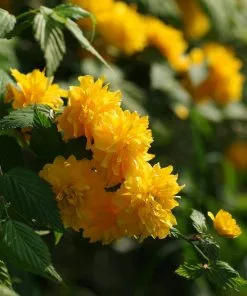 Future Forests Kerria Japonica Pleniflora
