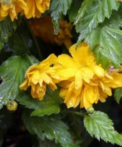 Future Forests Kerria Japonica Pleniflora