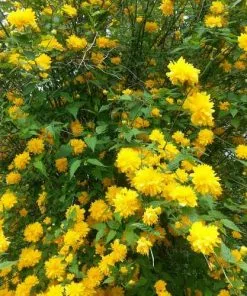 Future Forests Kerria Japonica Pleniflora