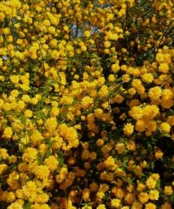 Future Forests Kerria Japonica Pleniflora