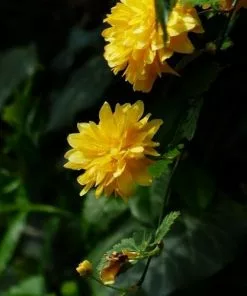 Future Forests Kerria Japonica Pleniflora