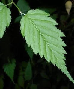 Future Forests Kerria Japonica Pleniflora