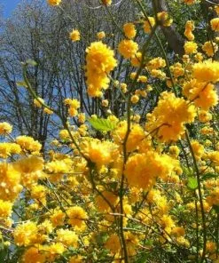 Future Forests Kerria Japonica Pleniflora