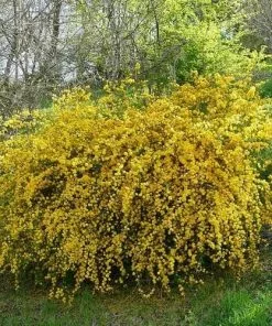 Future Forests Kerria Japonica Pleniflora