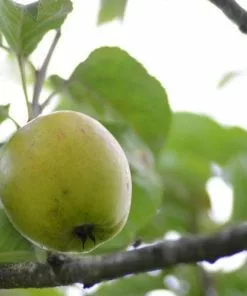 Future Forests Apple Kerry Pippin