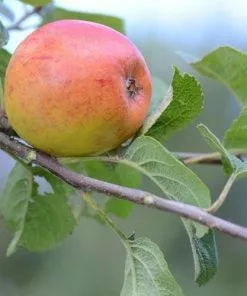 Future Forests Apple Kerry Pippin