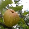 Future Forests Apple Keswick Codlin Fruit