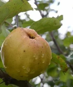 Future Forests Apple Keswick Codlin Fruit