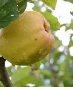 Future Forests Apple Keswick Codlin Fruit